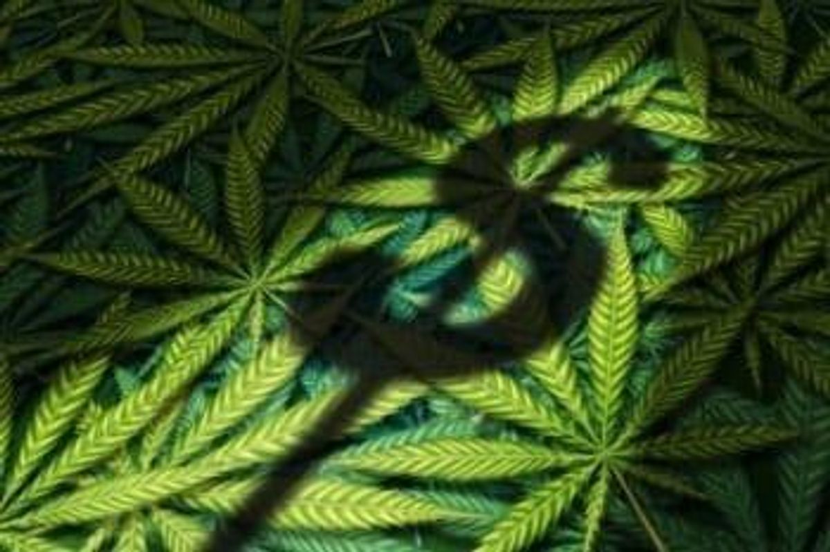 Cannabis Investing