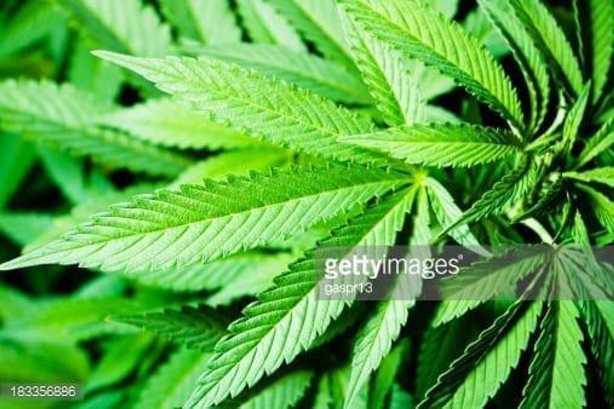 Cannabis Investing