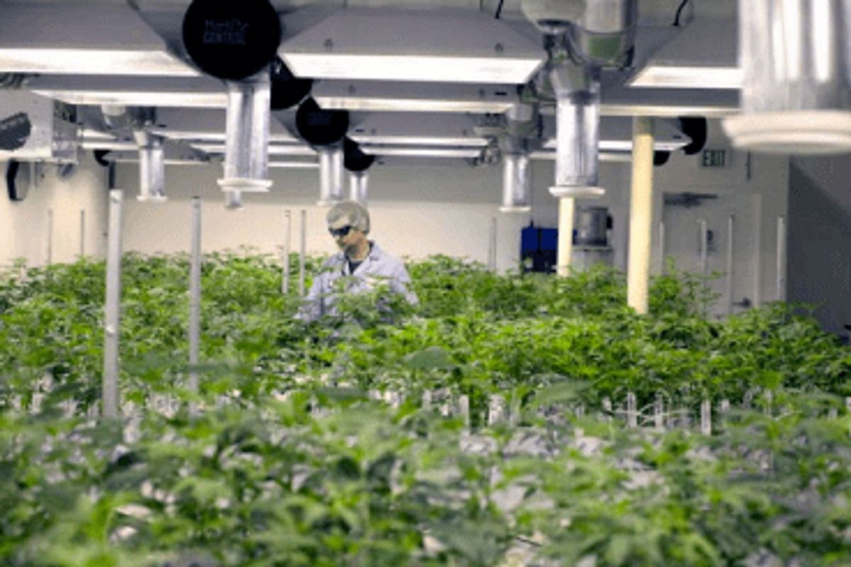 Cannabis Investing