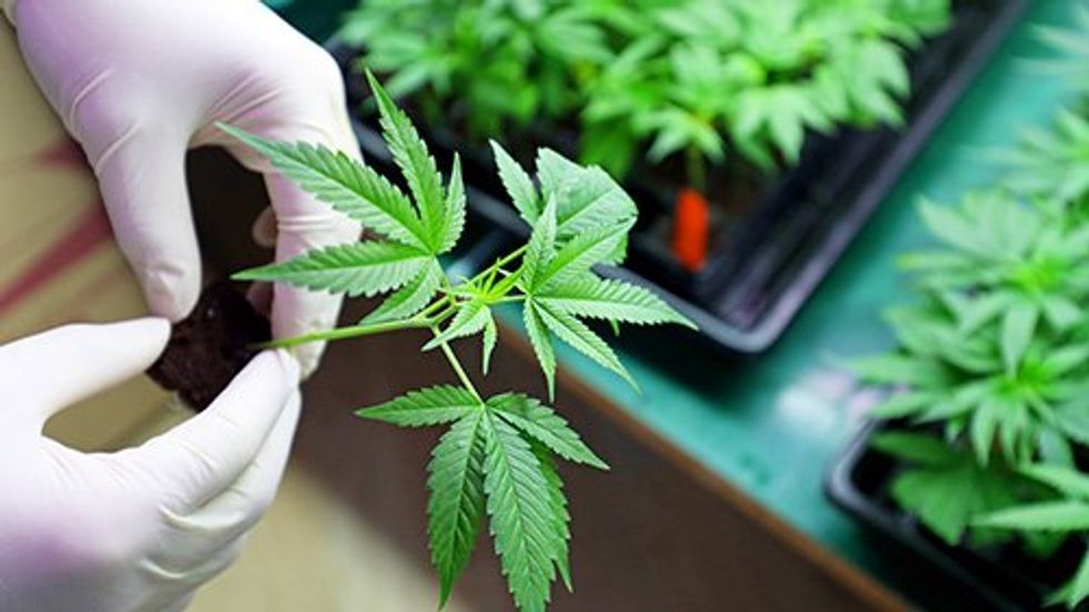 Hand holding cannabis plant.