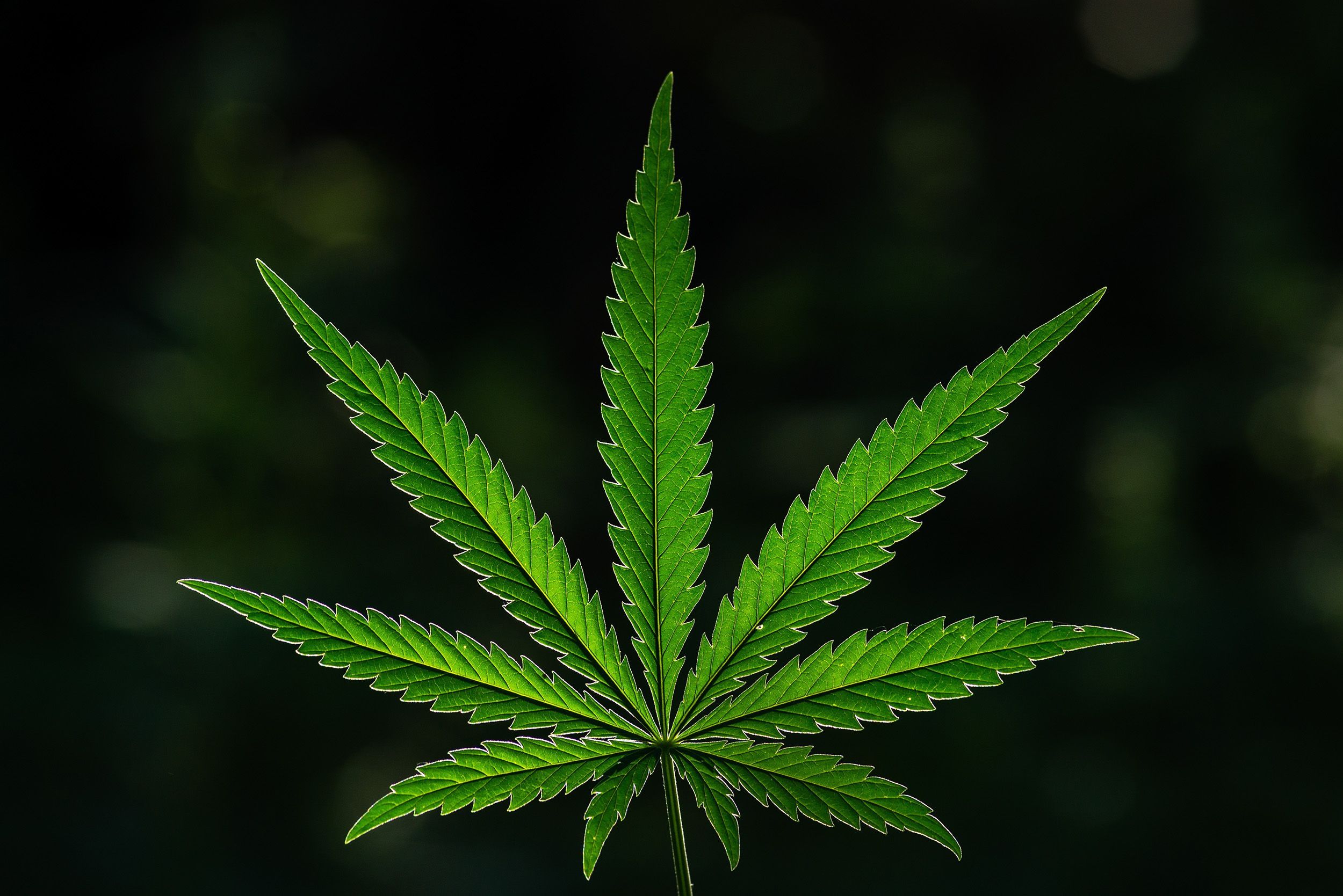 Cannabis leaf.
