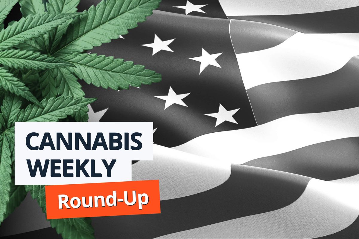 cannabis leaves, american flag