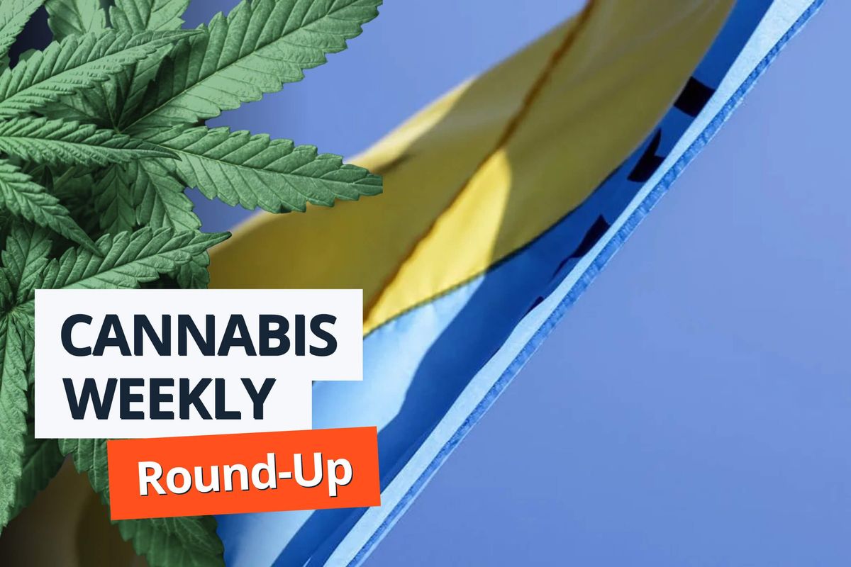 cannabis leaves, ukraine flag