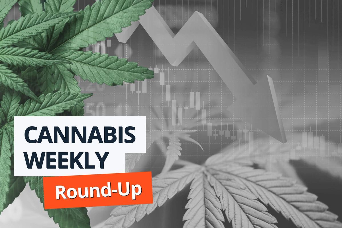 cannabis leaves with downward stock chart