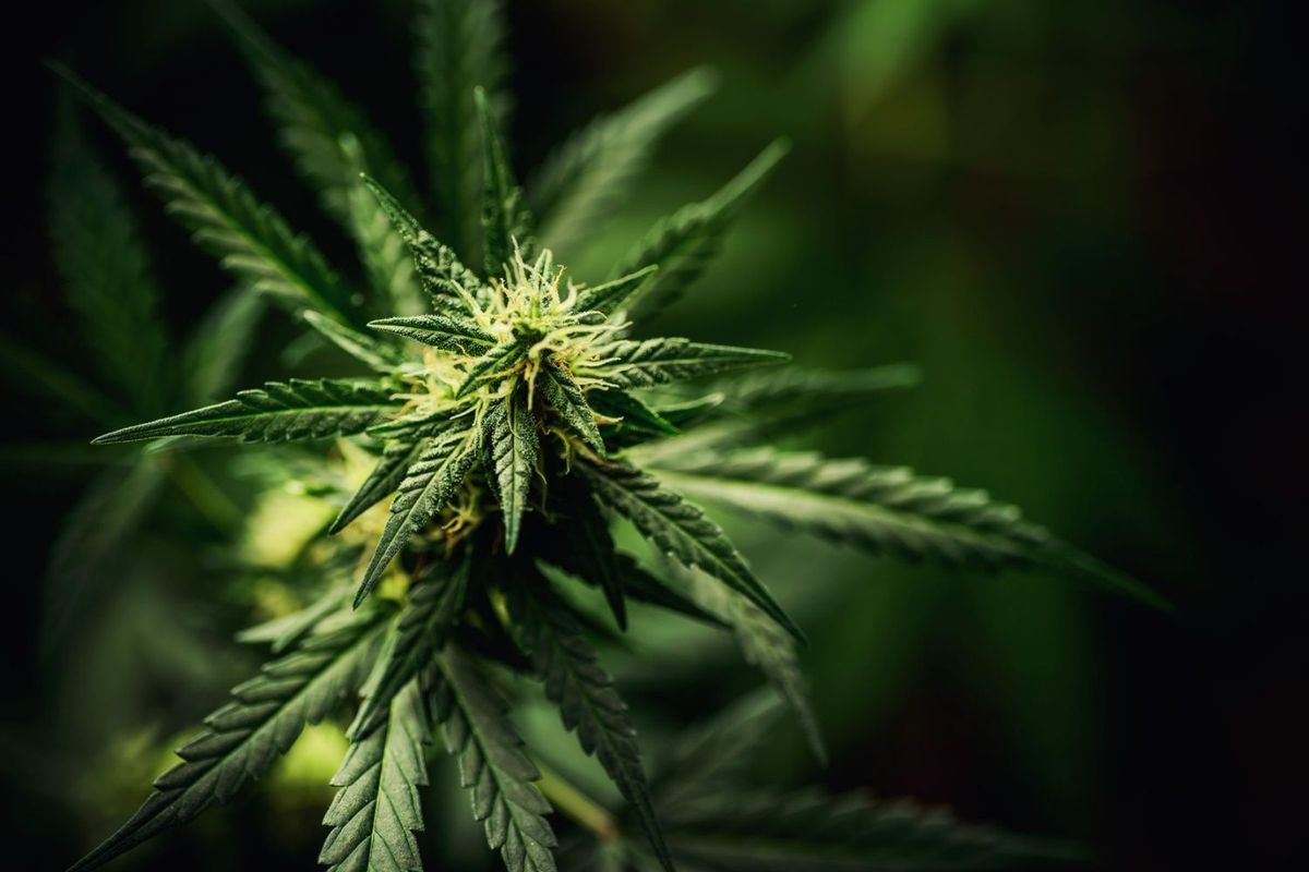 Cannabis leaves.