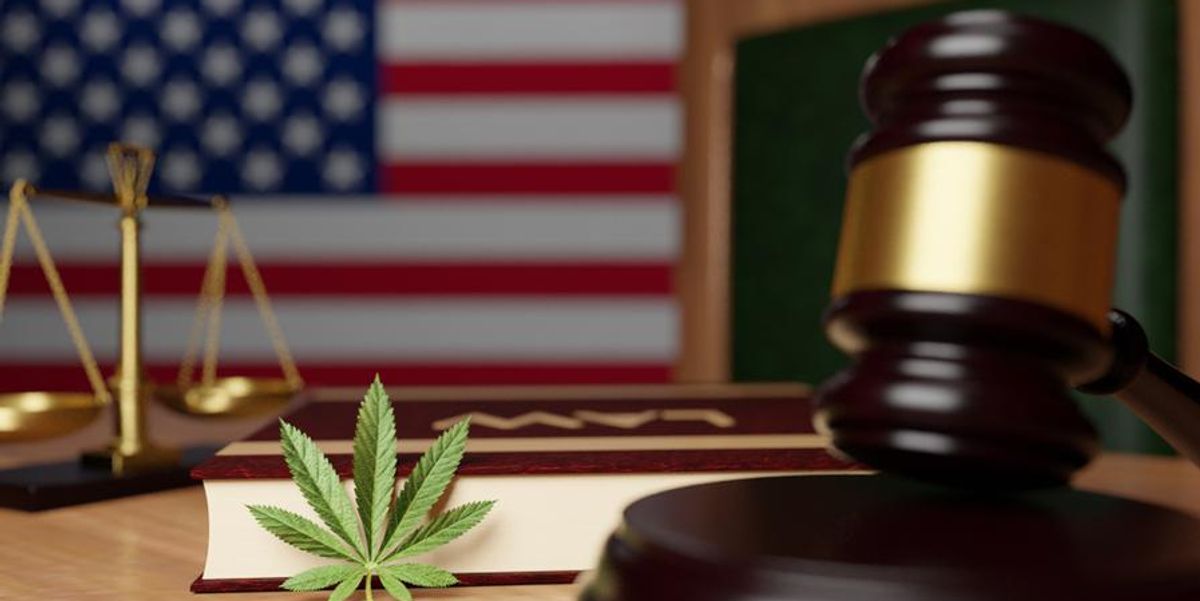 cannabis plant amid legal gavel