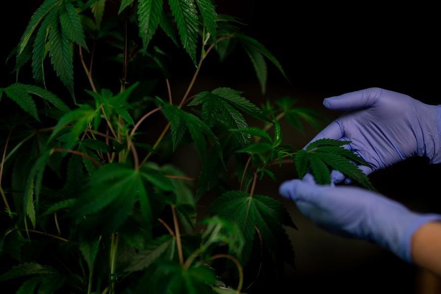cannabis plant being tended by grower hands