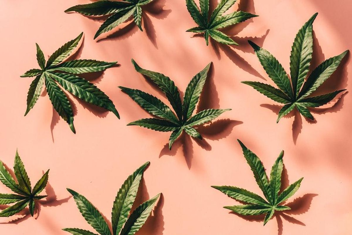 cannabis plant collage