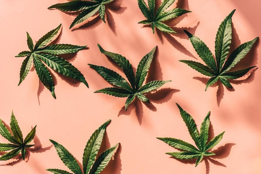 cannabis plant collage