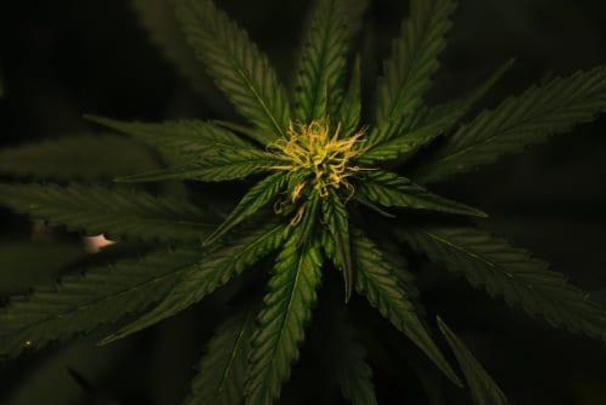 cannabis plant from above