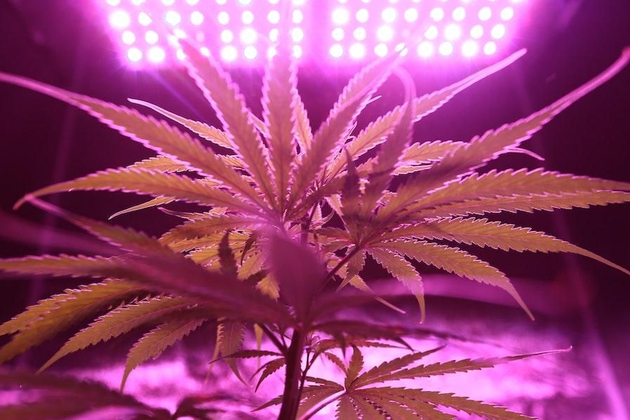 Cannabis plant grow operation.