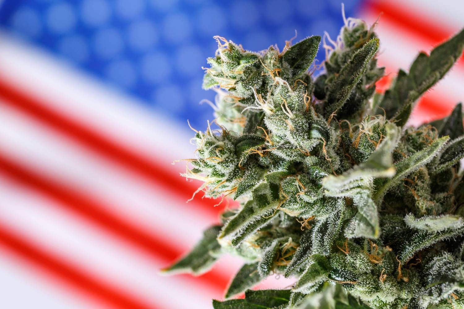 Cannabis plant in focus, blurred US flag background.
