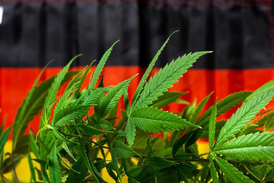 cannabis plant in front of german flag