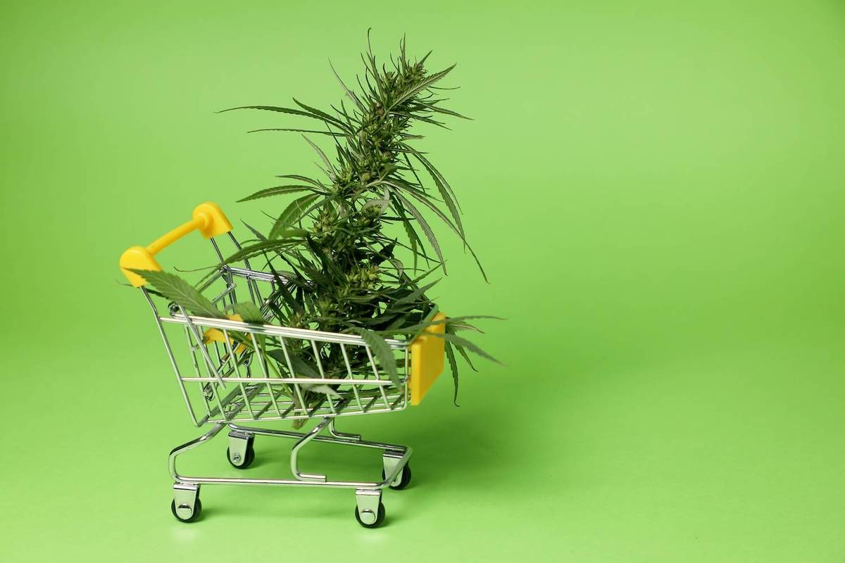 Cannabis plant sits in a small shopping cart with yellow handles on a bright green background.
