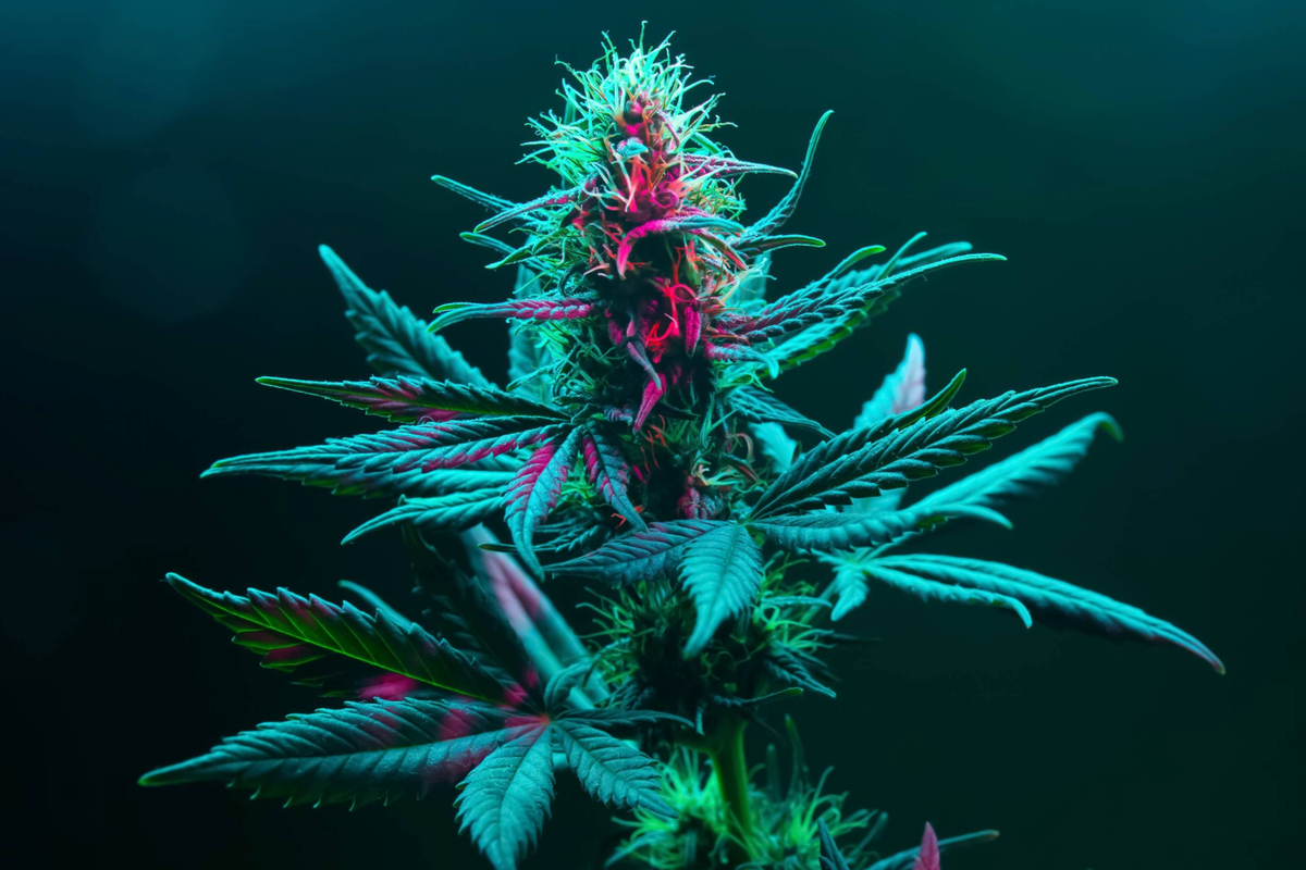 Cannabis plant under fluorescent light.