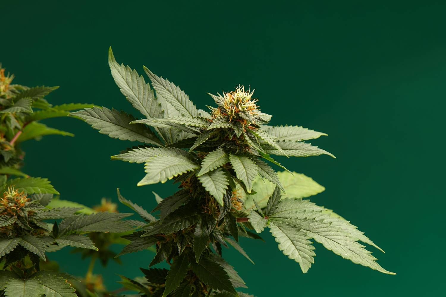 Cannabis plant with green leaves and buds on a dark green background.