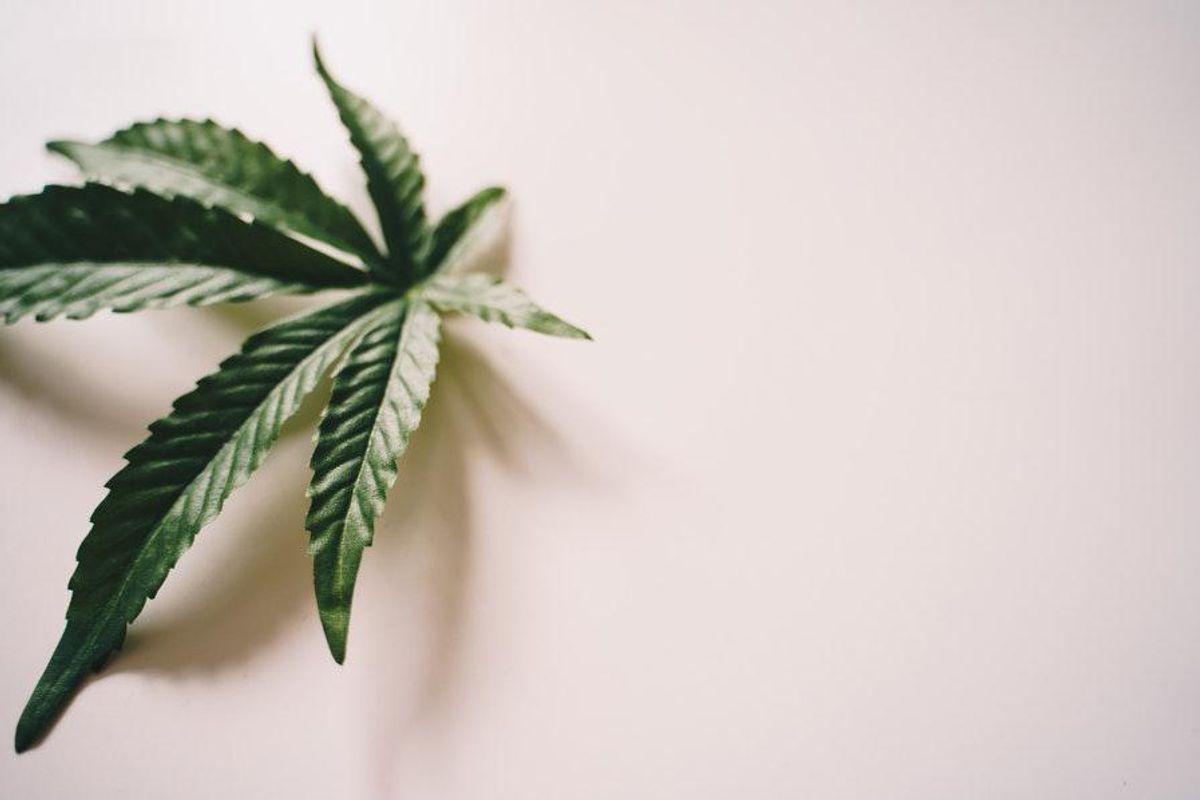 cannabis plant