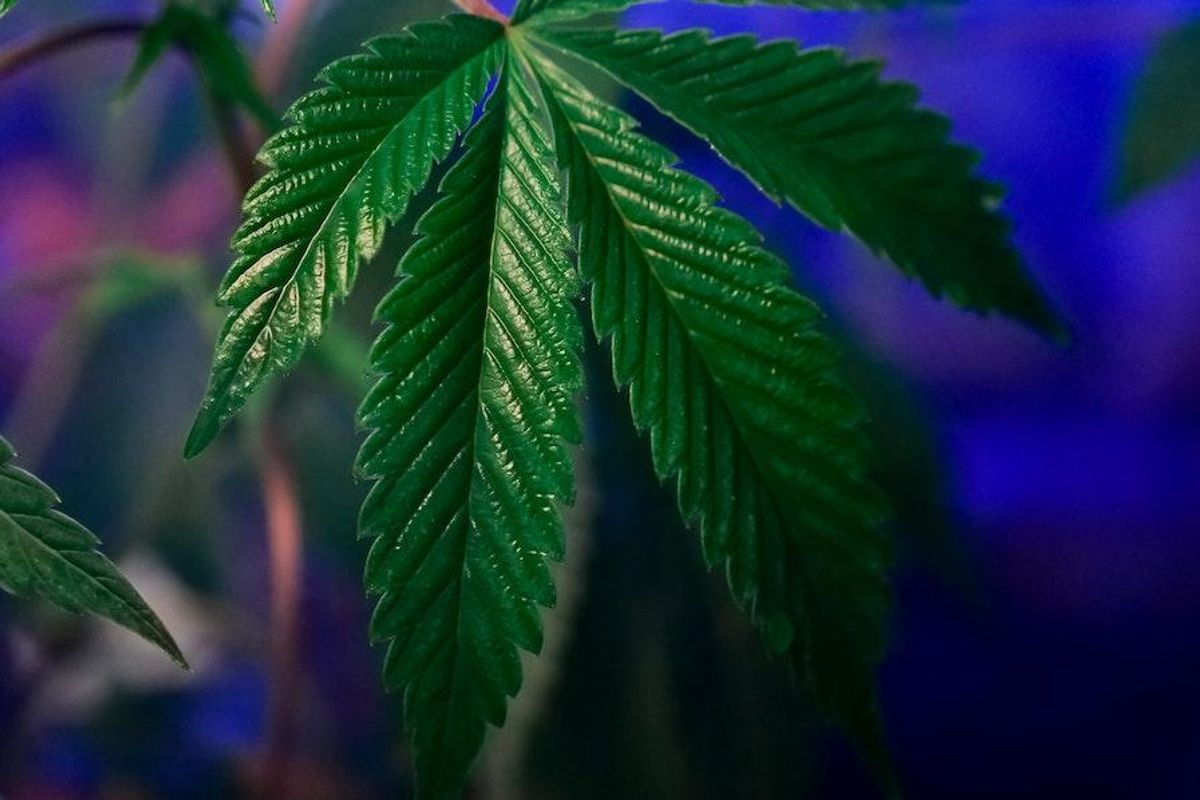 cannabis plant