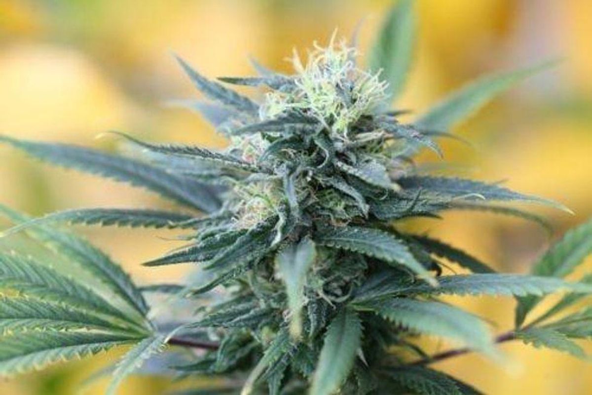 cannabis plant