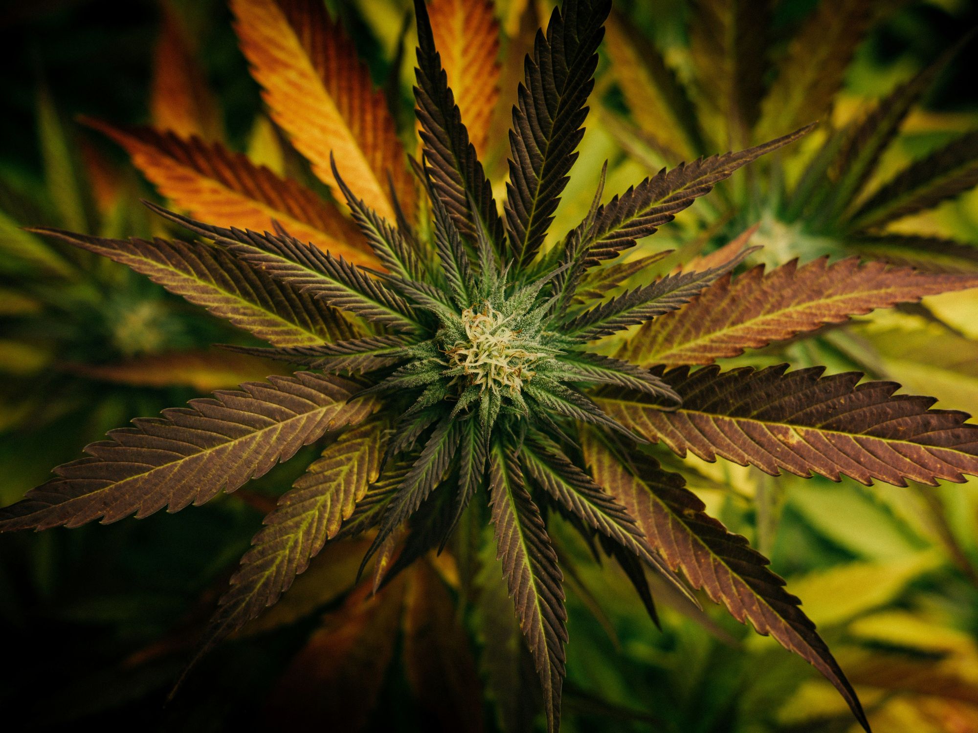 Cannabis plant.