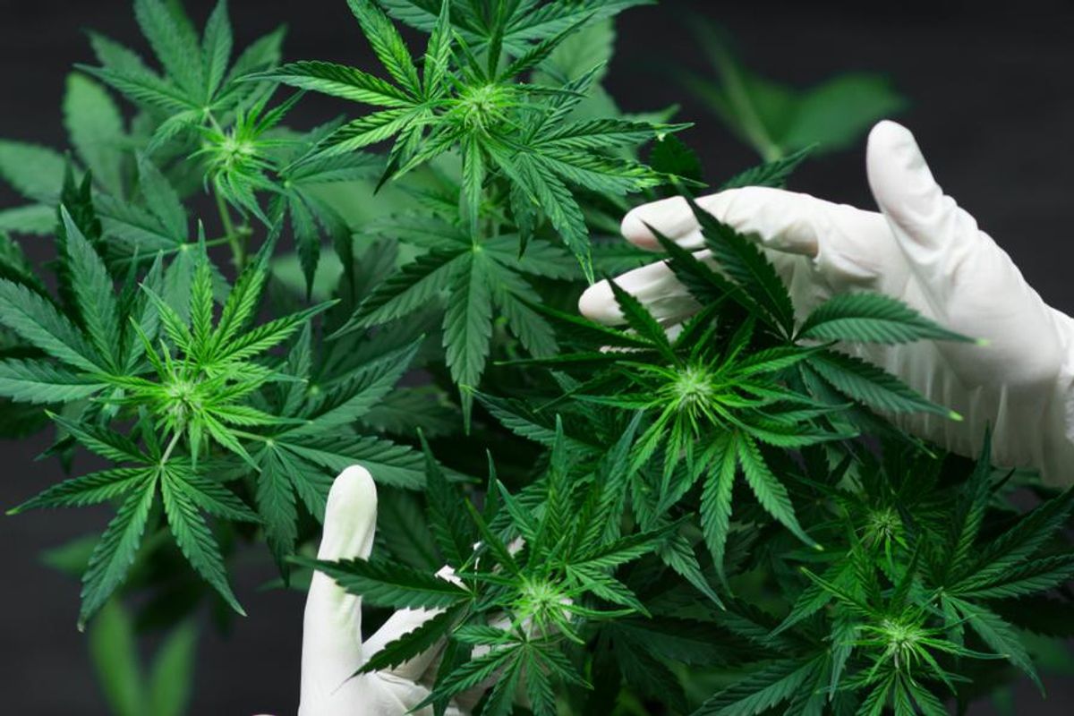 cannabis plants examined by a pair of hands