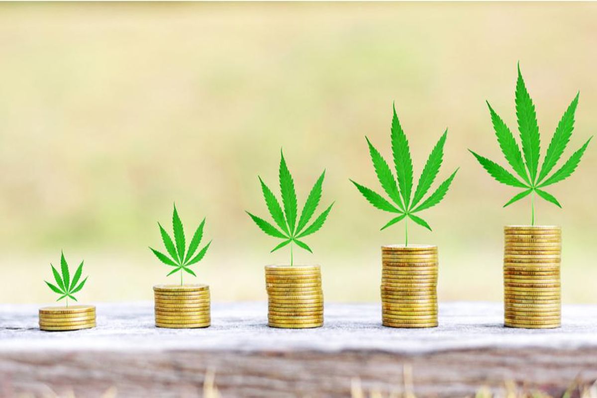 cannabis plants over growing piles of coins