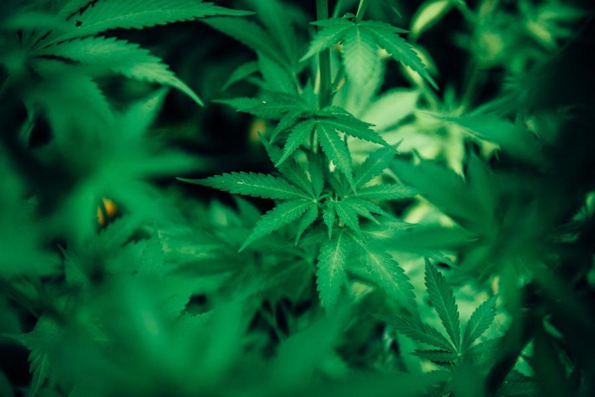 cannabis plants