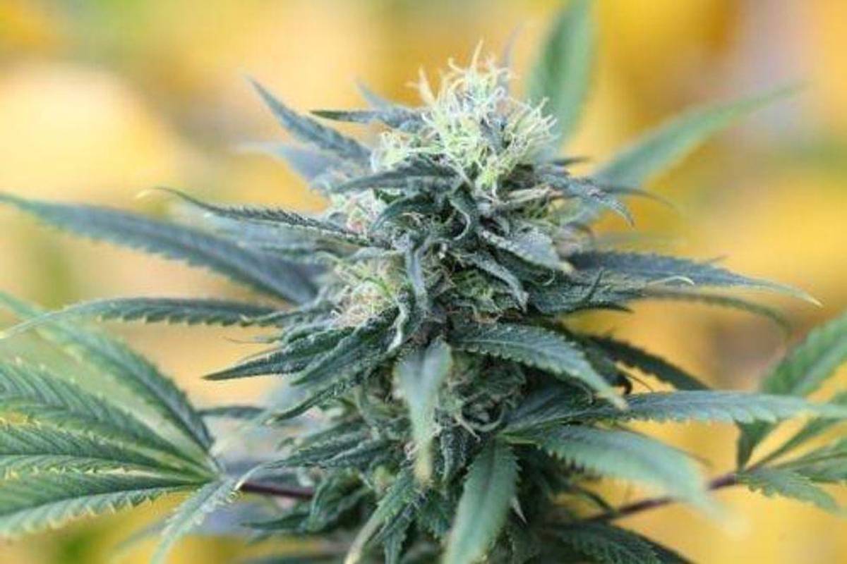 Close up of cannabis plant against yellow background.