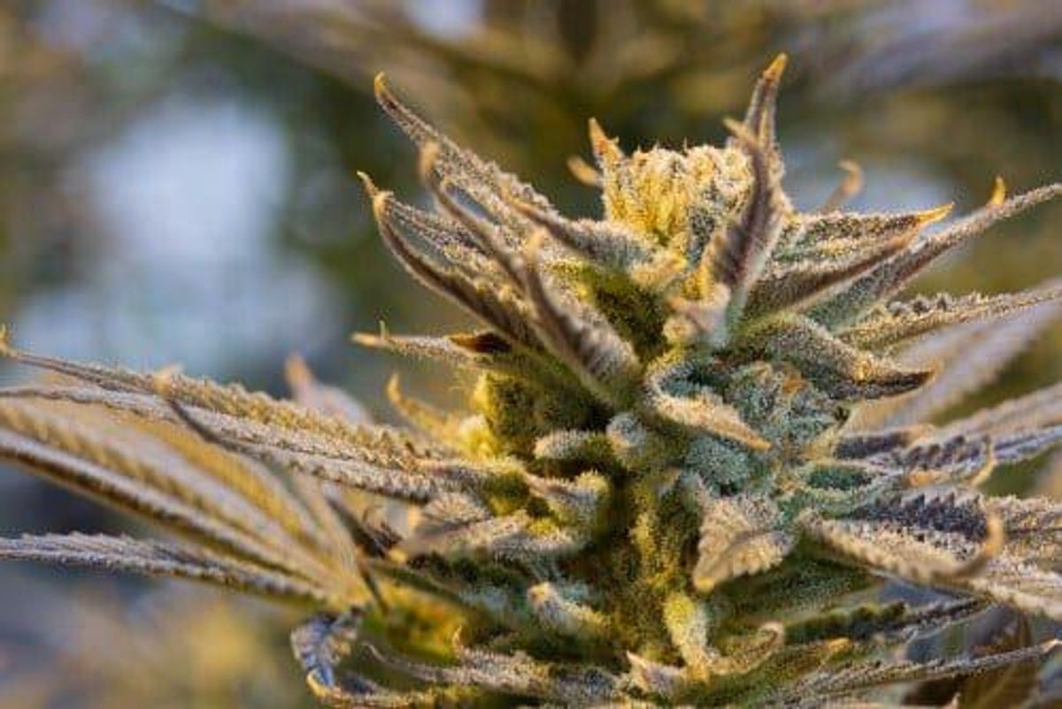 Close up of cannabis plant