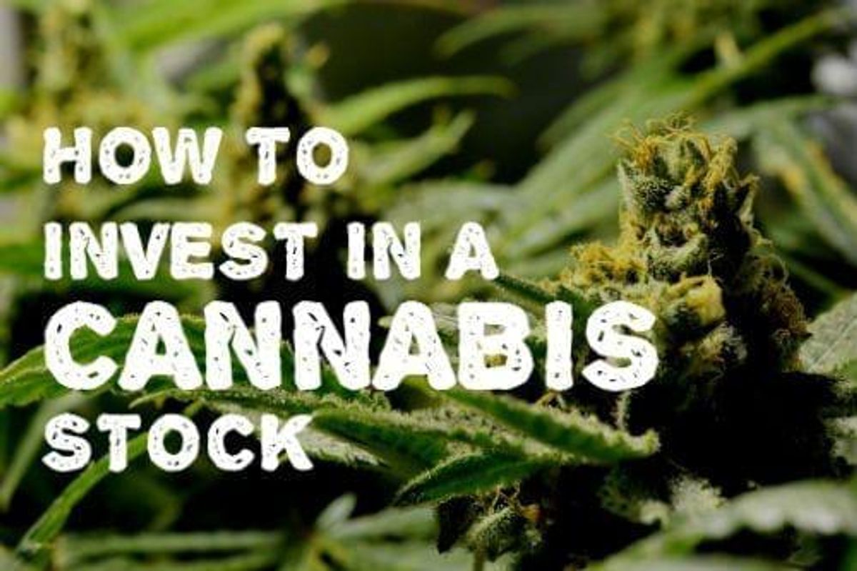 closeup of a cannabis plant