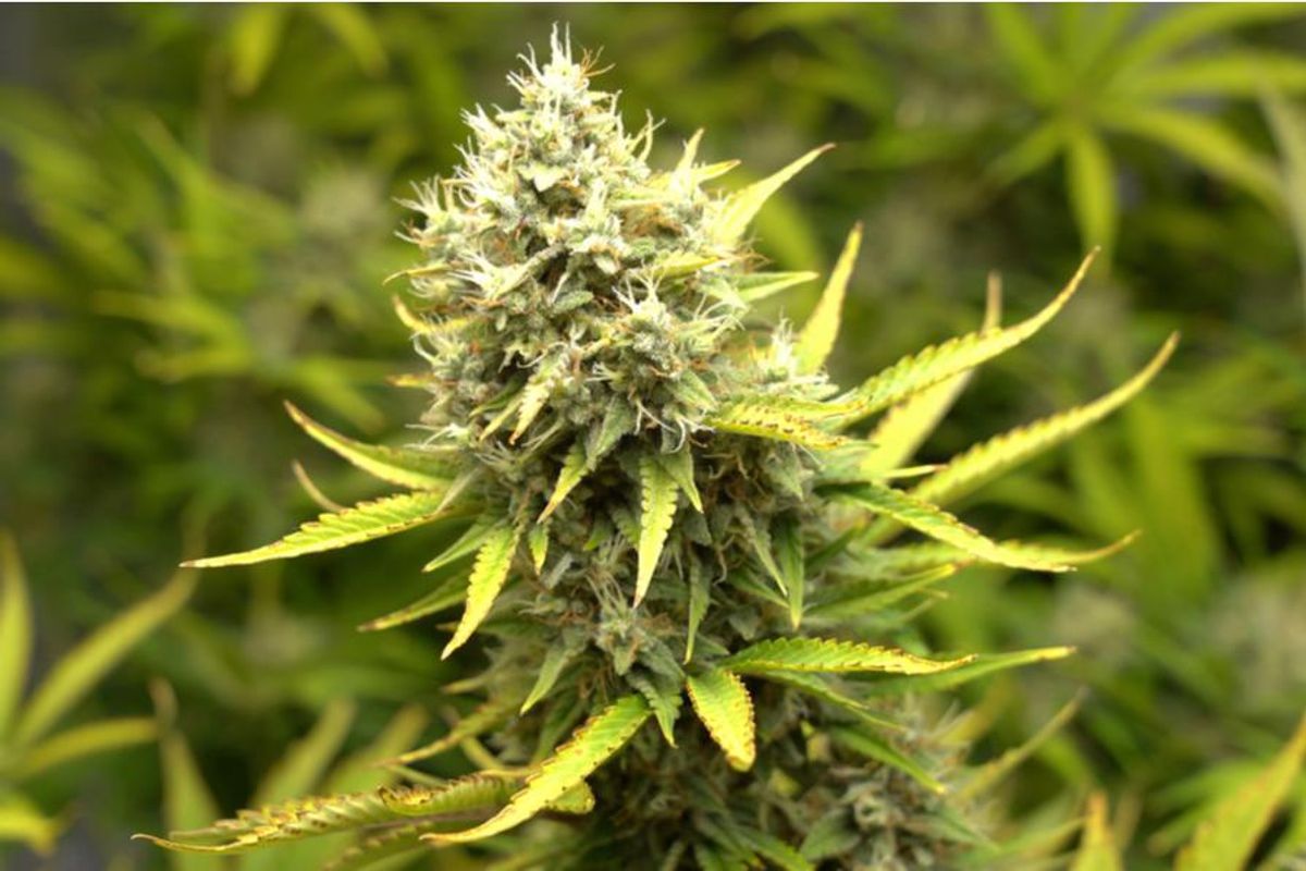 closeup of a cannabis plant