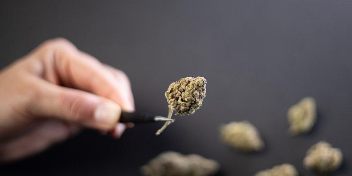 closeup of cannabis bud