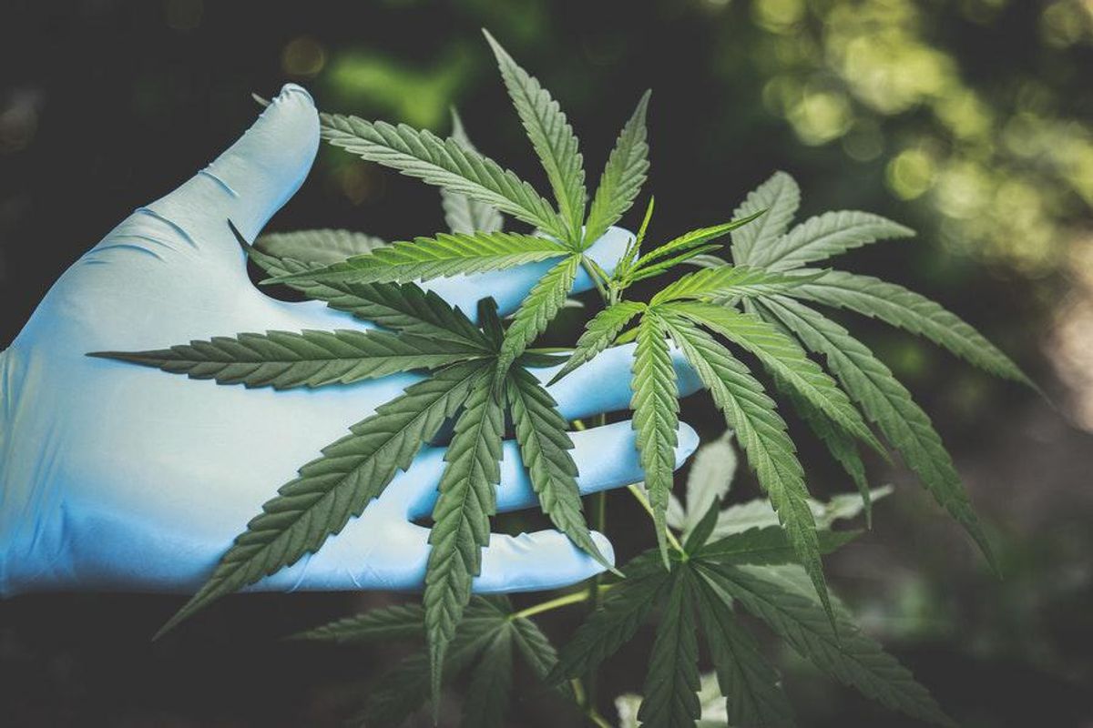 closeup of cannabis plant