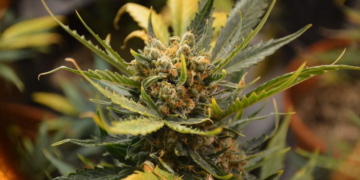 closeup of cannabis plant