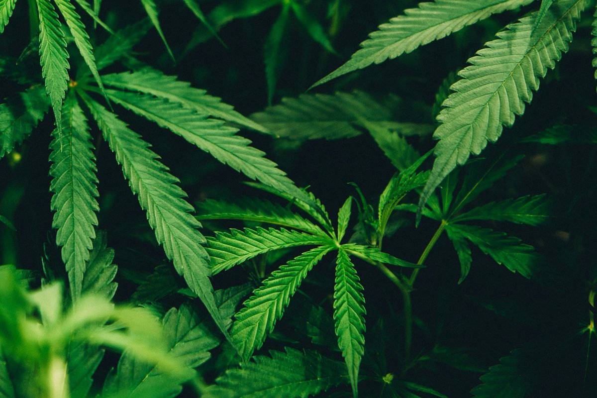 Closeup of lush green cannabis leaves.