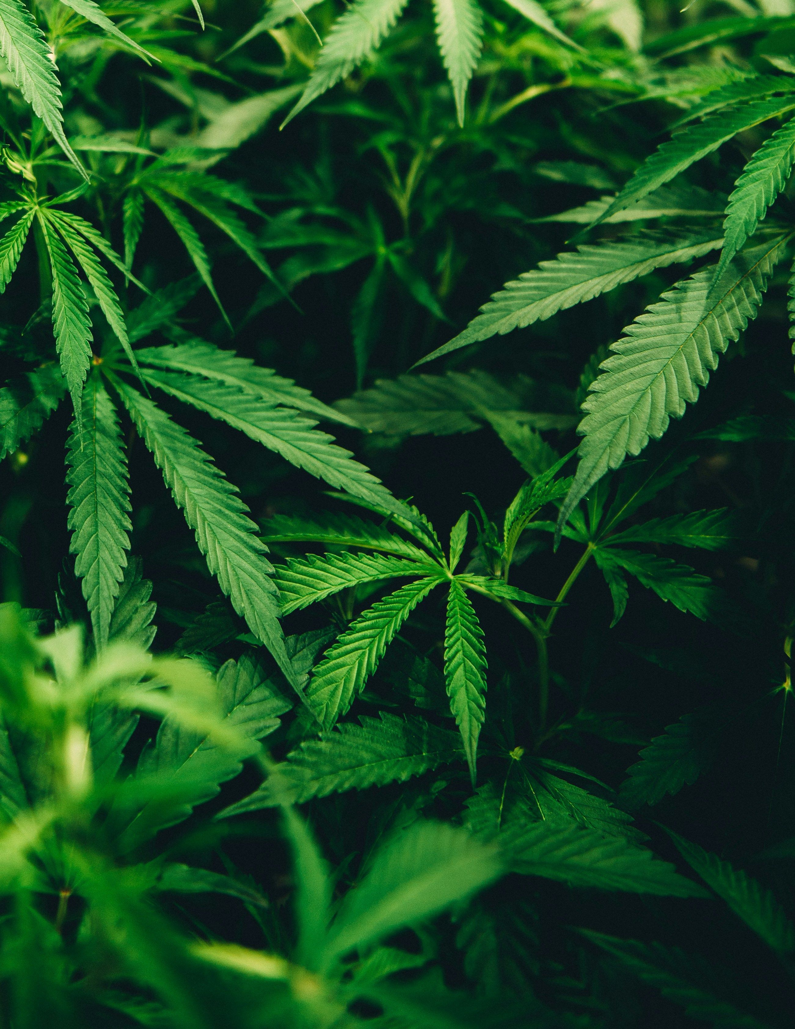 Closeup of lush green cannabis leaves.