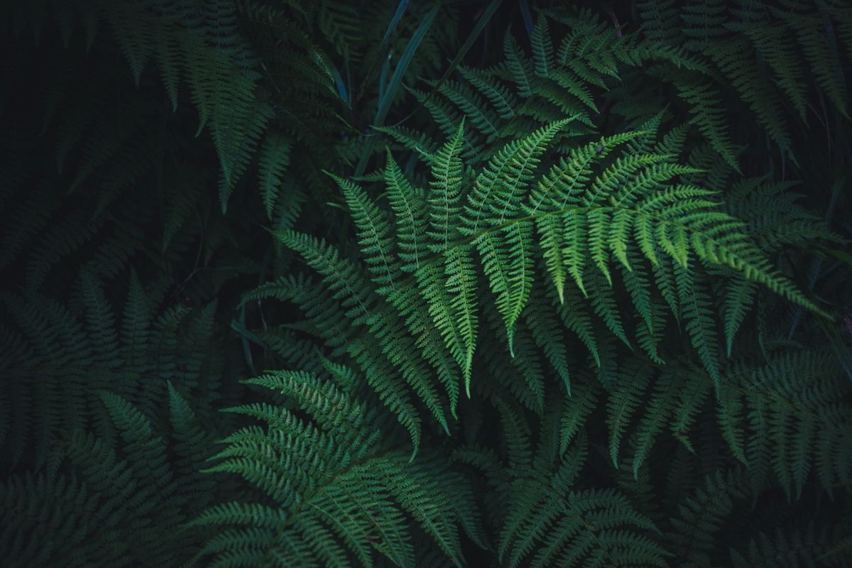 Closeup of lush green fern leaves in low light.