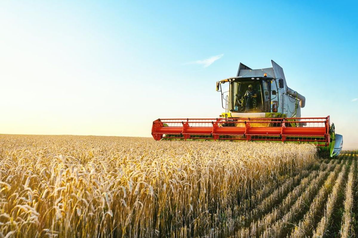 Combine harvester harvests ripe wheat.