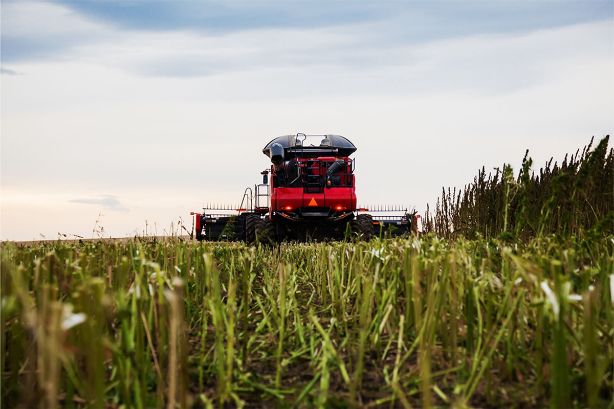 Combine harvesting hemp field.