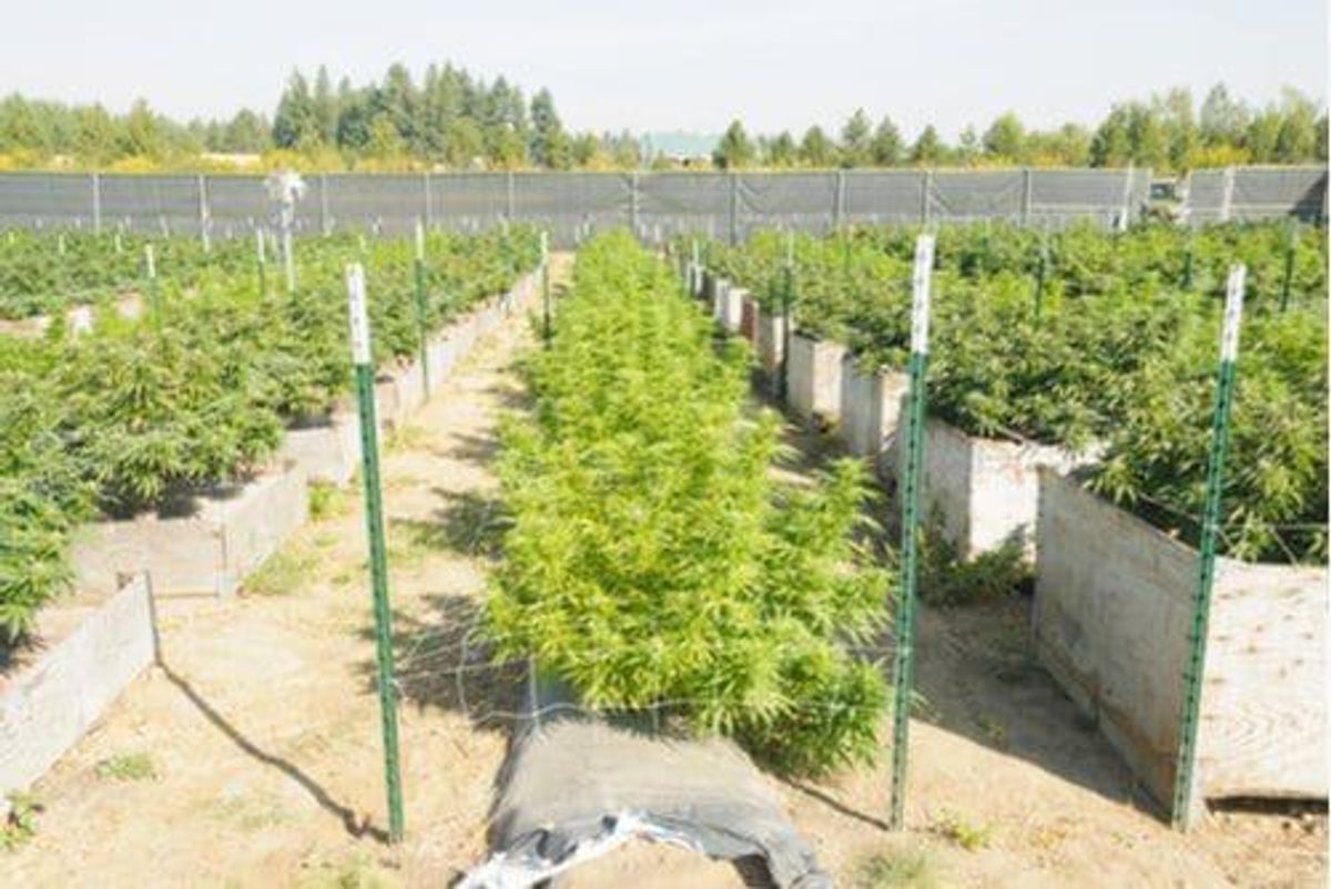 Washington State s Cannabis Market is a Launch Pad for Cost competitive