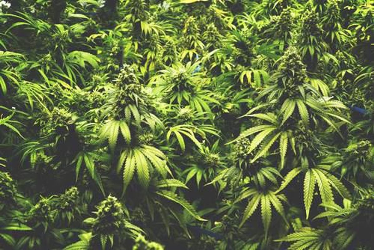 CSE:MMJ