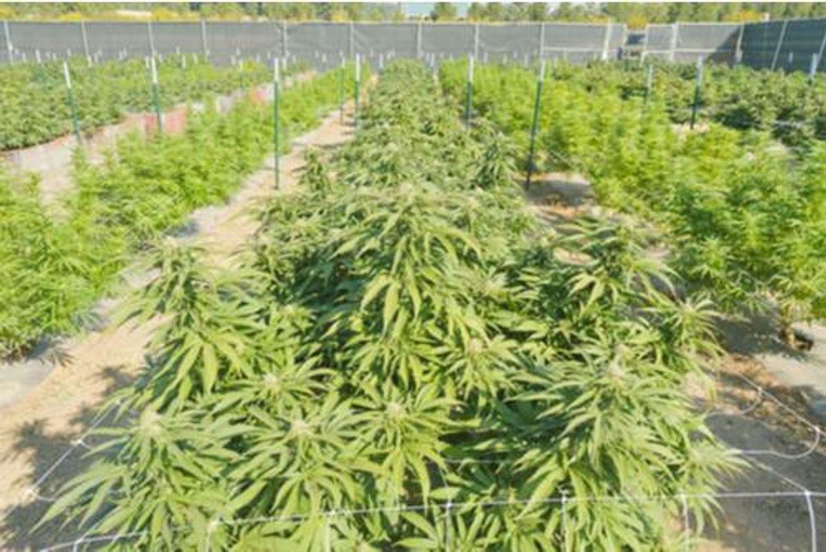 CSE:POT