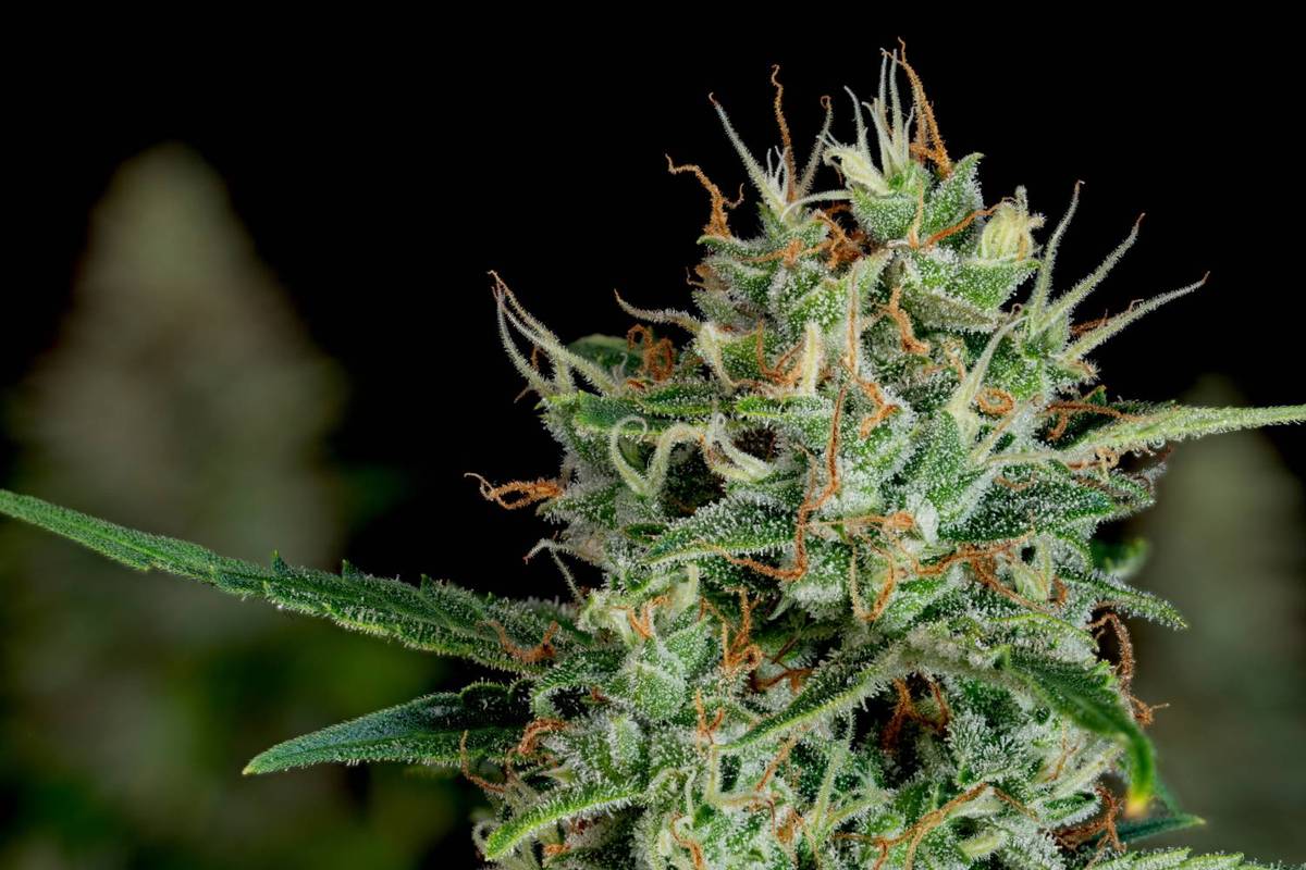 Detailed closeup of a cannabis plant with green leaves and orange pistils against a dark background.