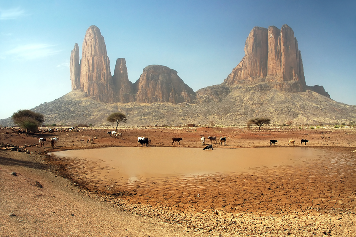 dry landscape with cattle grazing and mountains in the background