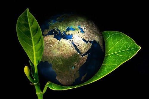 earth sitting on plant leaf