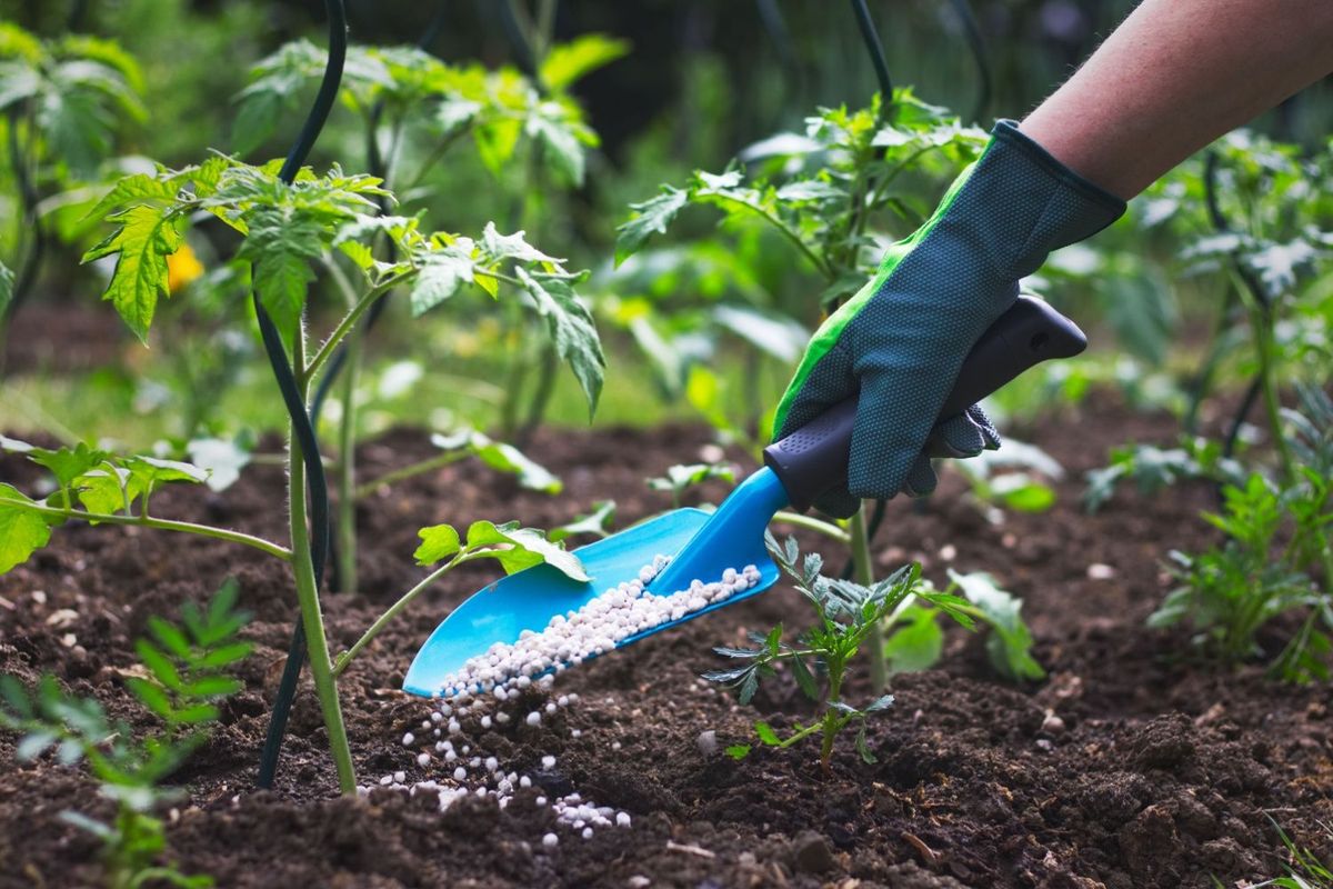 Farmer applies fertilizer to crop soil.