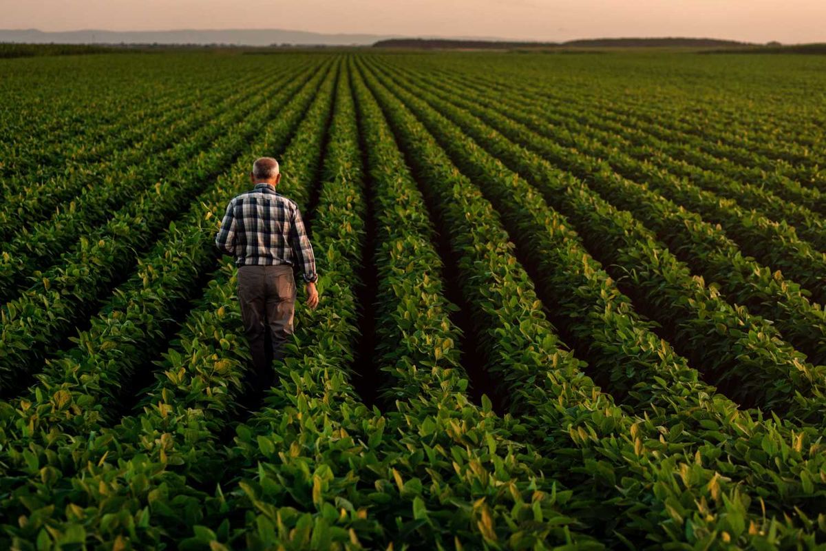 Farmer walking through rows of lush green plants at sunset.