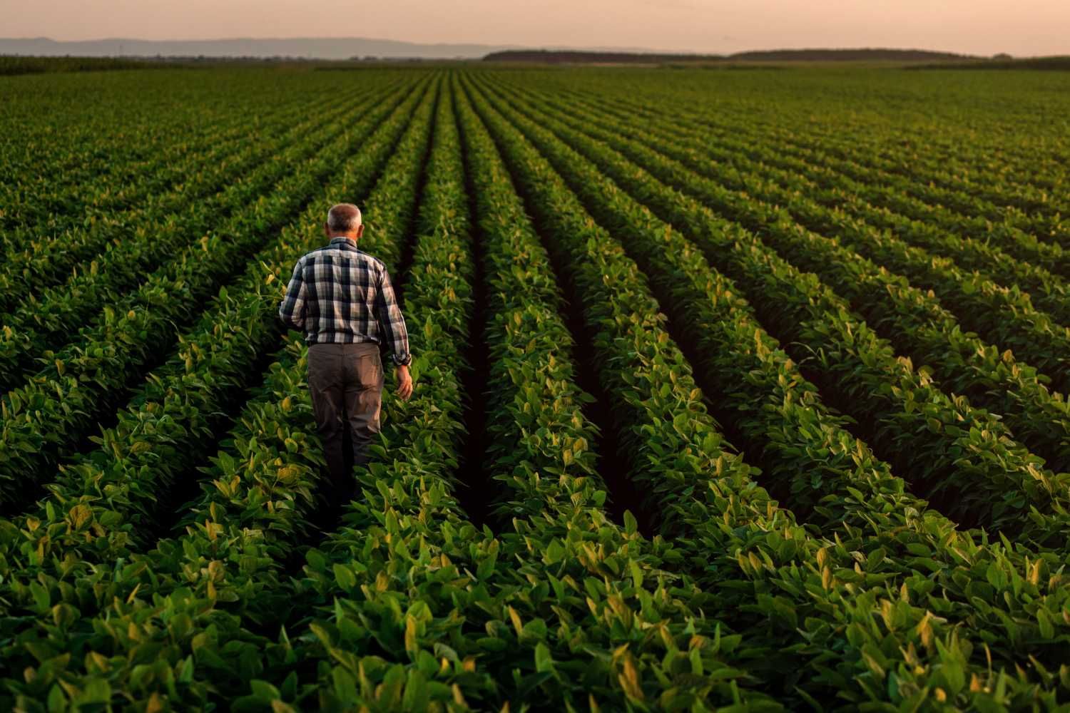 Farmer walking through rows of lush green plants at sunset.