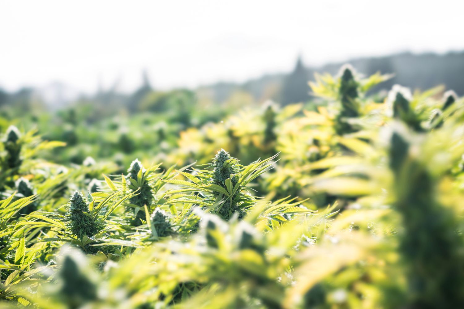 Field of cannabis plants under bright sunlight.