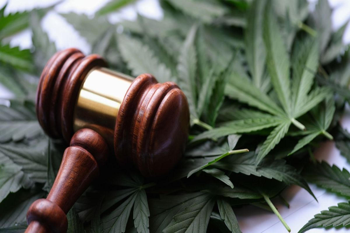 Gavel resting on cannabis leaves.